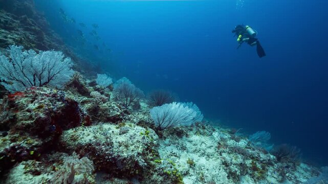 A SCUBA Diver explores a deep reef with sea fans, Peleliu, Palau.