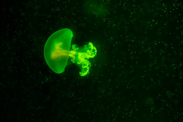 Purple striped Jellyfish. Medusa in the neon light in Aquarium © Nikolay