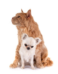 maine coon cat and little dog © cynoclub