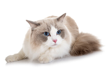 ragdoll cat in studio © cynoclub