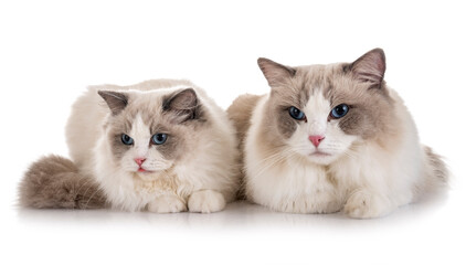ragdoll cats in studio © cynoclub