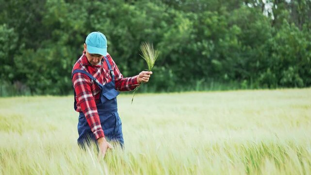 Farmer inspects wheat ears in green field, checking crop quality. Agronomist examines grain stalks closely. Farmer walks through wheat, assessing plant growth. Crop inspection outdoors.