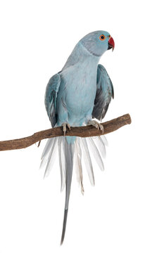 Rose-ringer parakeet in studio