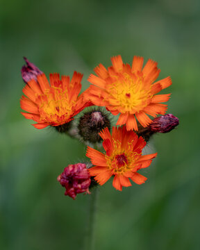 Vibrant Orange Hawkweed in full bloom