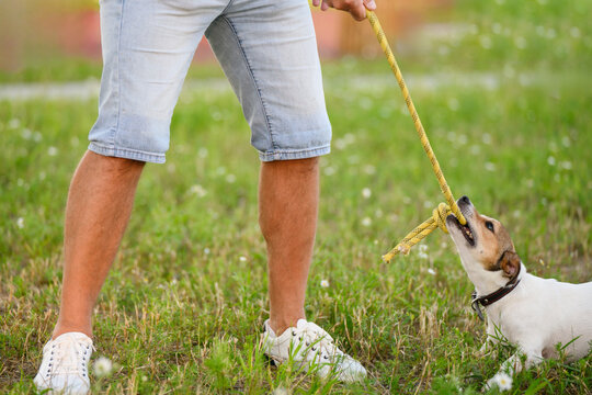 Jack Russell Terrier playing tug of war rope game with owner, active dog pulling yellow cord toy in teeth on green grass, funny pet workout and canine agility training in summer park