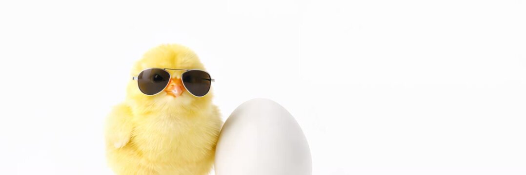 Yellow Easter chick in sunglasses beside white egg, playful spring holiday concept, website banner with copy space for text