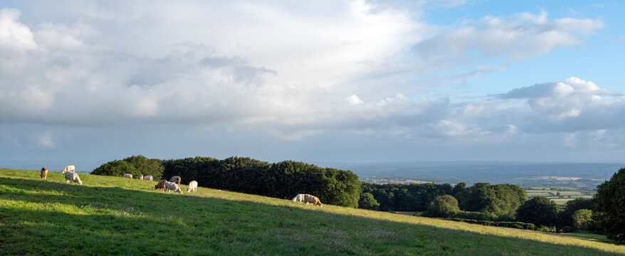 cows in green beautiful countryside of dartmoor national park
