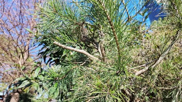 Closeup of vibrant green pine needle clusters growing densely on branches in sunlight.
