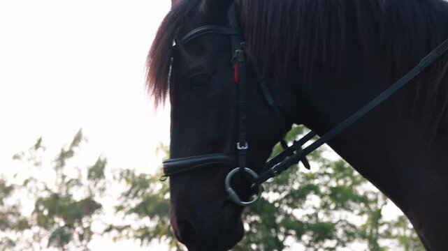 Female equestrian athletes train outdoors letting horses graze on grass fields in the evenings familiarize themselves horses' graceful movements and allow the horses relax between training sessions.