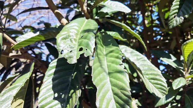 Closeup of glossy green leaves with insect bite holes and torn edges in sunlight.
