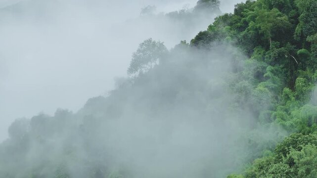 Lush Green Forest Enveloped by Morning Mist