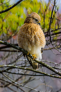 Red Shouldered Hawk on a Limb