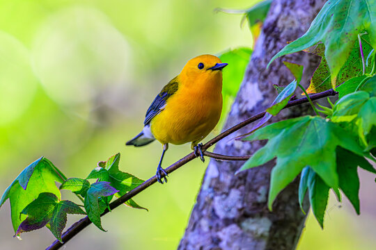 Prothonotary Warbler Perched on a Limb