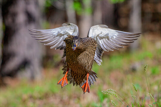 Mallard Duck Landing