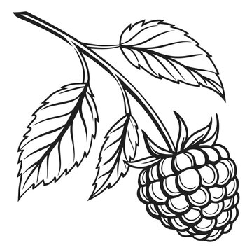 Botanical illustration of raspberry branch with fruit and leaves black and white outline raspberry botanical illustration