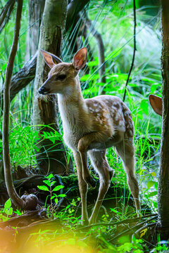 Baby white tailed deer in the woods