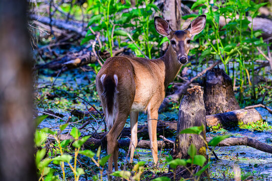 Baby white tailed deer in the woods