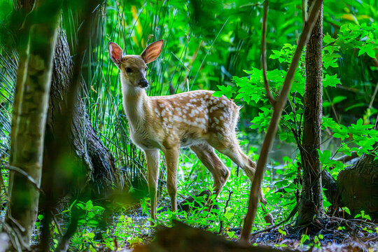 Baby white tailed deer in the woods