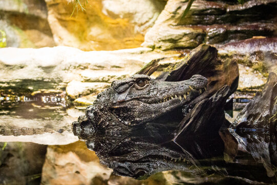 Close Up Shot of Alligator Head Resting in Water with Clear Reflection