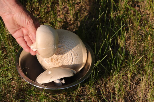 A hand puts a freshly picked white champignon into a metal bowl with other mushrooms in a meadow.
