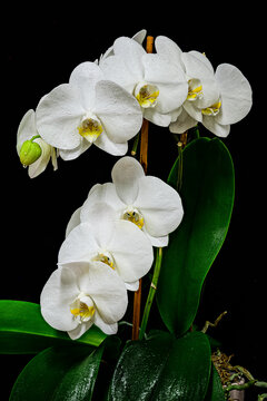 white orchid on black background