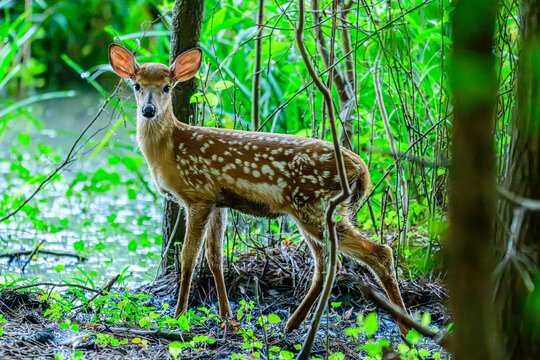 Baby white tailed deer in the woods