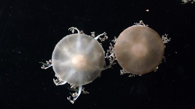 Close-up of a translucent jellyfish floating against a deep black underwater background.