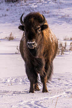 american bison in winter