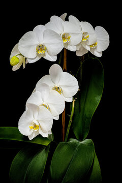 white orchid on black background