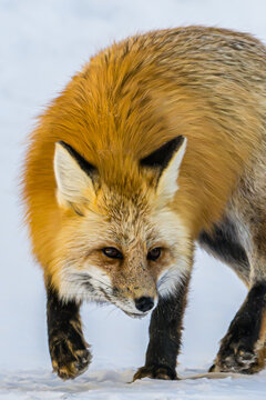 red fox in the wild