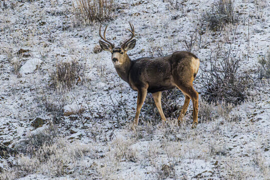 Mule Deer on a Snowy Hillside