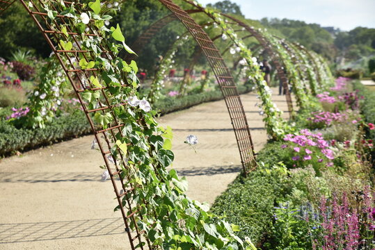 Pergolas fleuries au jardin	