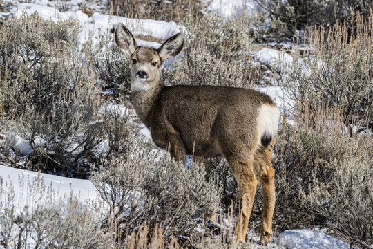 Mule Deer on a Snowy Hillside