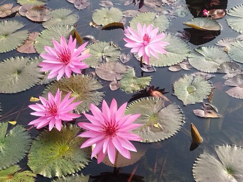 water lilies in the pond