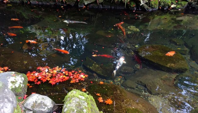 Dark pond water with koi fish and red leaves.