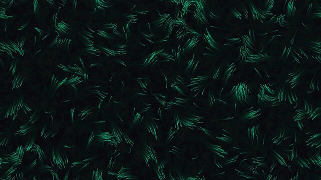 kinetic vicsek flocking transition 2d