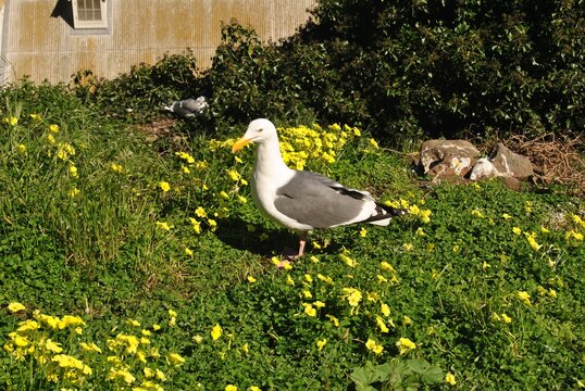 Western gull among yellow primrose flowers on Alcatraz Island in California