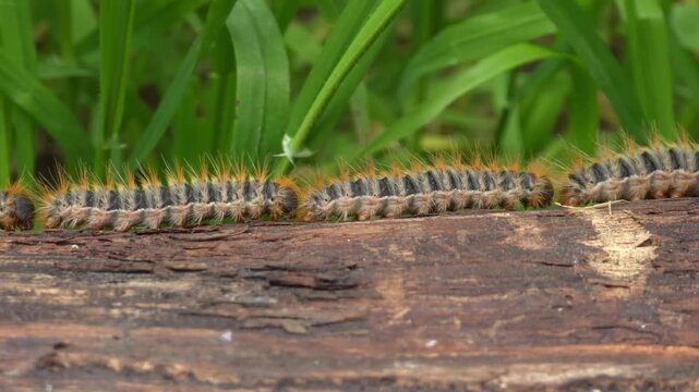 Processionary Caterpillars Crawling in a Line Across a Fallen Log