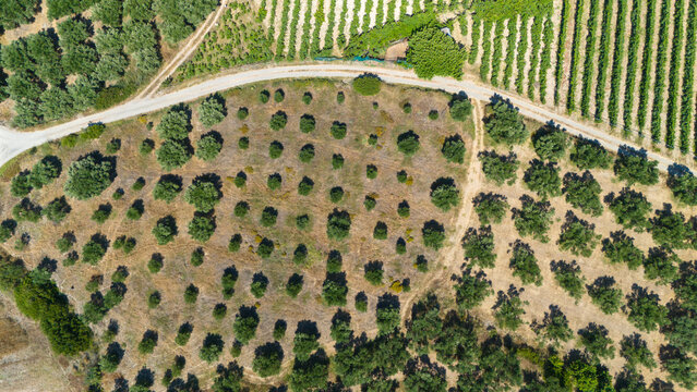 A top-down aerial view of olive trees and crop fields divided by a winding dirt road in Crete, Greece, revealing the geometric beauty of Mediterranean agriculture.