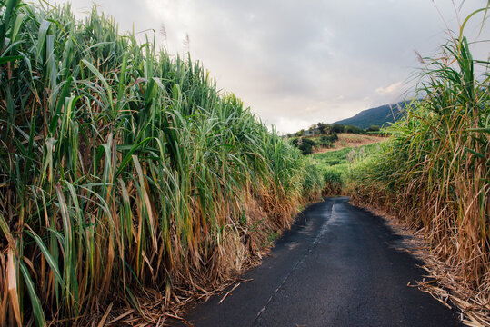Champs de canne &agrave; sucre sur l'&icirc;le de la R&eacute;union. Route traversant des cannes &agrave; sucre. Agriculture sucri&egrave;re en France. Fili&egrave;re du sucre roux. Fabrication du rhum