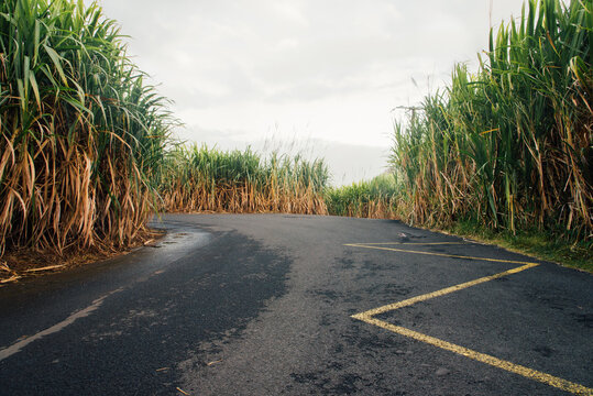 Champs de canne &agrave; sucre sur l'&icirc;le de la R&eacute;union. Route traversant des cannes &agrave; sucre. Agriculture sucri&egrave;re en France. Fili&egrave;re du sucre roux. Fabrication du rhum