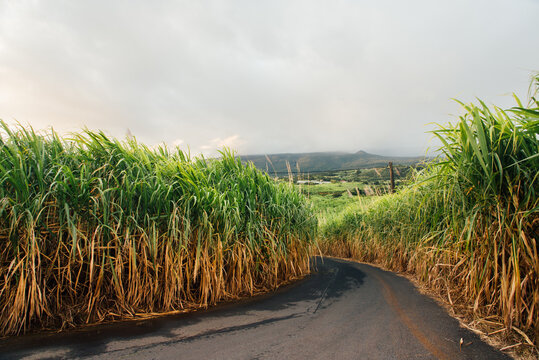 Champs de canne &agrave; sucre sur l'&icirc;le de la R&eacute;union. Route traversant des cannes &agrave; sucre. Agriculture sucri&egrave;re en France. Fili&egrave;re du sucre roux. Fabrication du rhum
