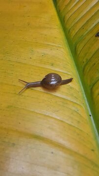 Close up of a small snail crawling slowly on a vibrant yellow banana leaf in the garden.