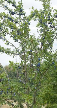 Plum tree (Prunus domestica) with upright branches swaying gently in the wind covered with green leaves and laden with numerous clusters of dark blue-violet plums 
