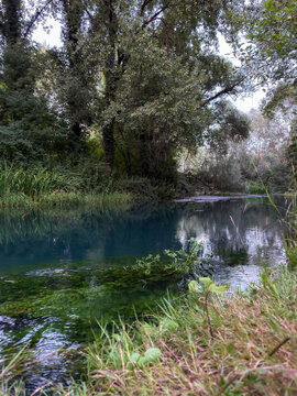 Fiume calmo che scorre attraverso una fitta foresta verde e rigogliosa