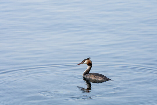 Grebe