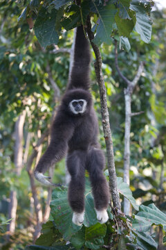 White-handed gibbon (Lar gibbon)