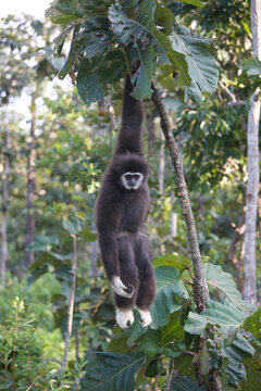 White-handed gibbon (Lar gibbon)