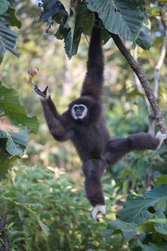 White-handed gibbon (Lar gibbon)