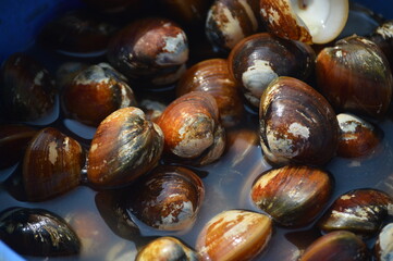 Pearl Oyster, Pinctada margaritifera salt-water bivalve mollusc with rough,thick shells produce pearls of different size and color © Arun